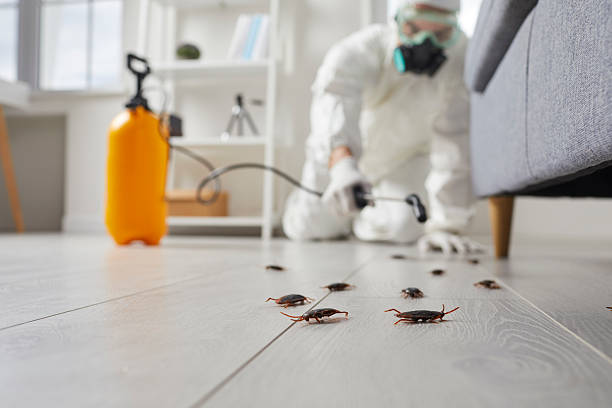 Commercial Kitchen Cockroach Control in Chatmoss